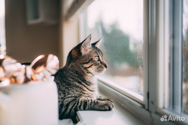 Вставные москитные сетки антикошка