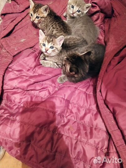 Отдам котят в хорошие руки