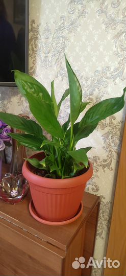 Спатифиллум