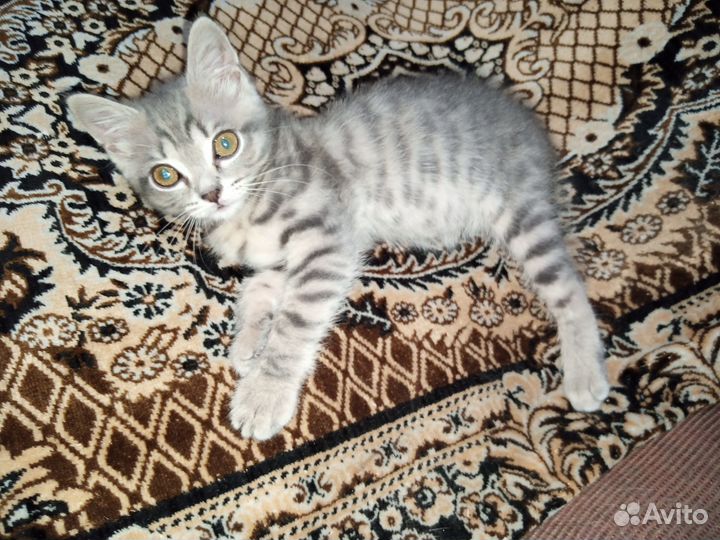 Кошечка в добрые руки