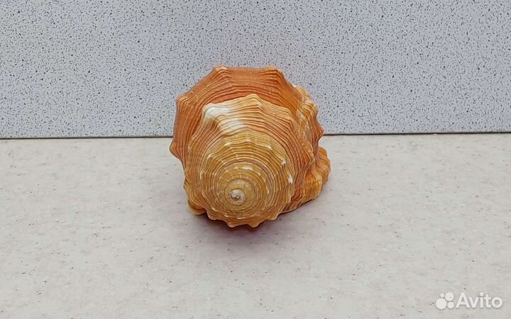 Циматиум Пурам 10,4 морская ракушка раковина