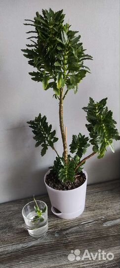 Комнатные цветы