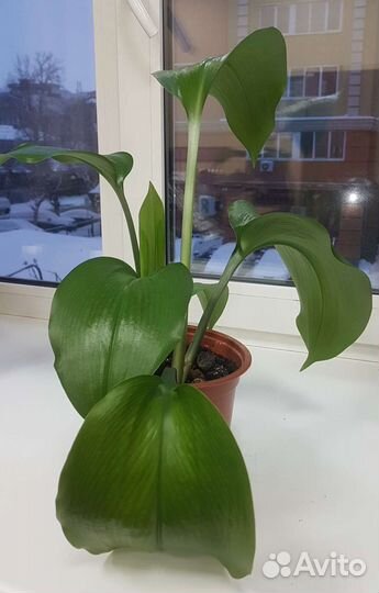 Эухарис -Лилия