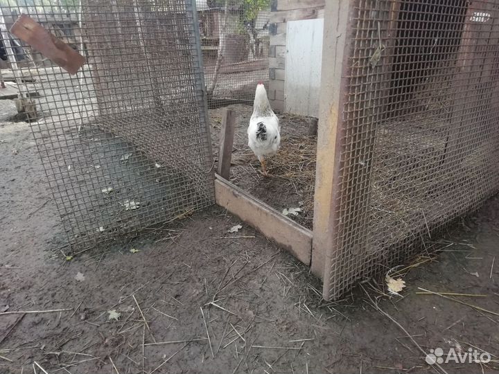 Куры петухи