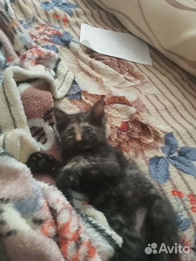 Кошка в дар бесплатно