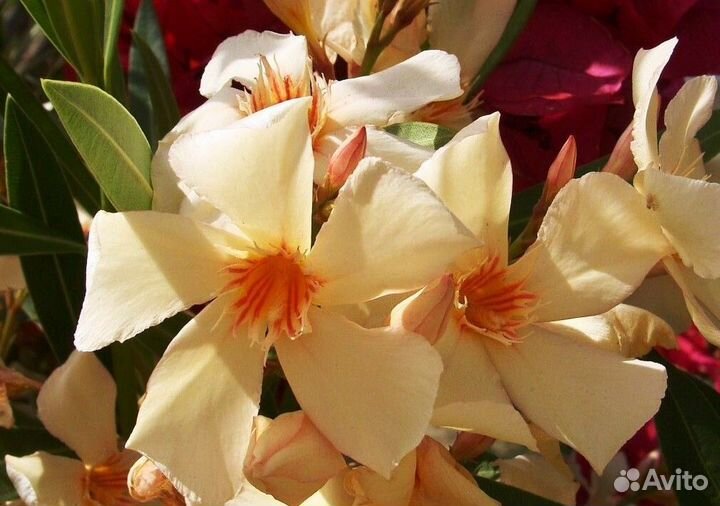 Комнатные растения Цветущие