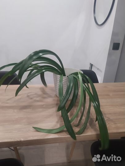 Гиппеаструм- лилия комнатная оранжевая