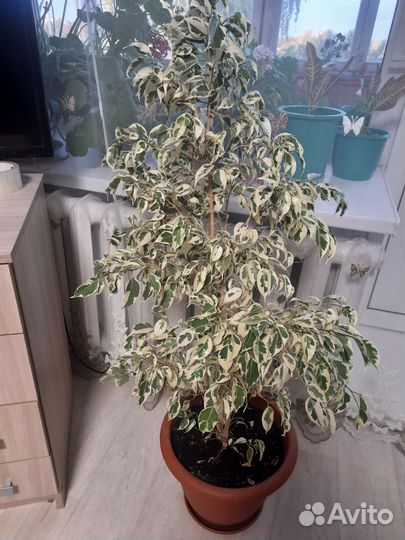 Бенджамина