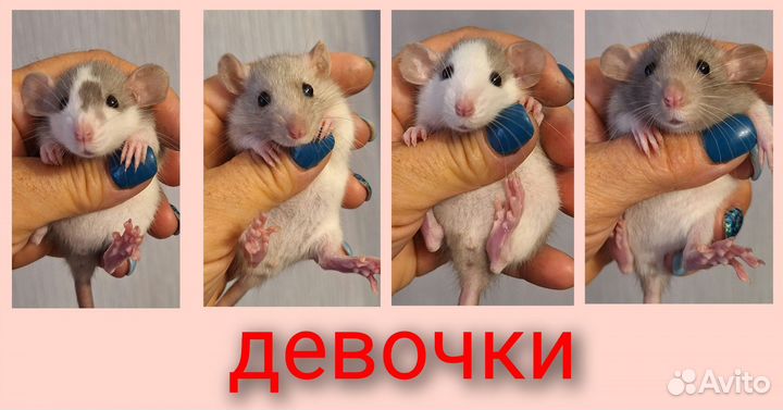 Крысята дамбо и стандарт