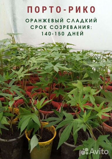 Батат для выращивания