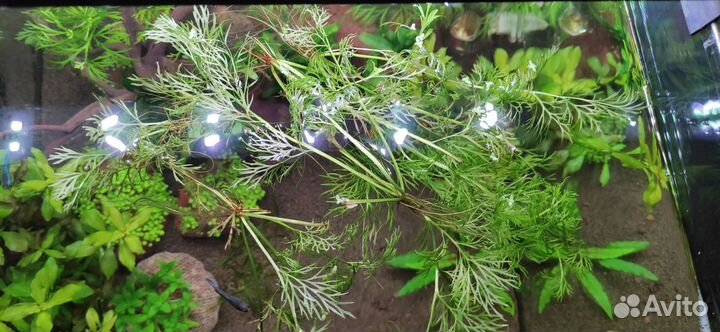 Растения для аквариума