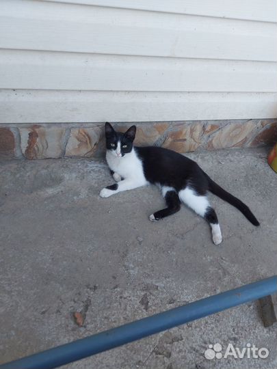 Кошки в добрые руки бесплатно