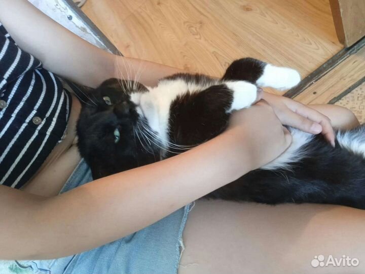 Отдам бесплатно кота