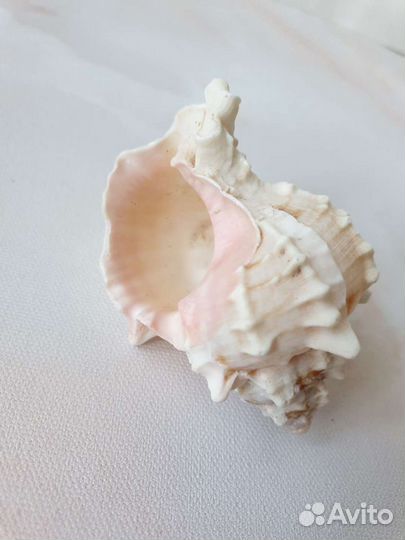 Ракушка декоративная