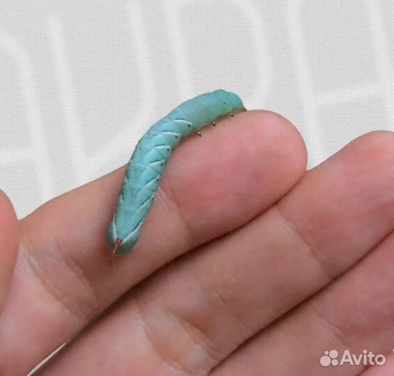 Живые кормовые насекомые