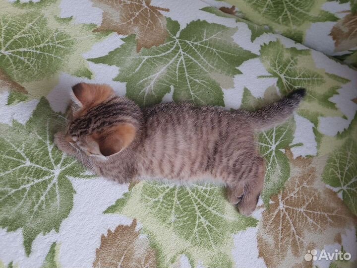 Кошка в дар бесплатно