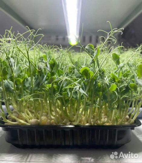 Микрозелень горох