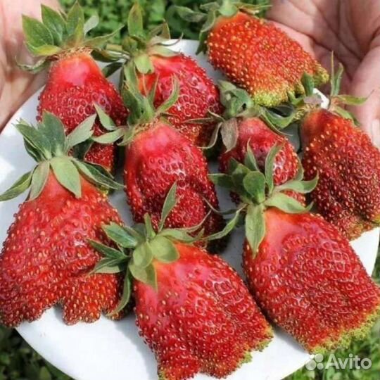 Саженцы клубники купчиха