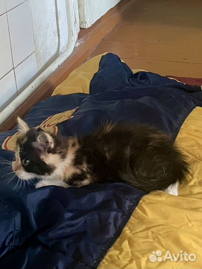 Трехцветная кошка