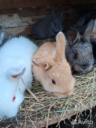 Крольчата