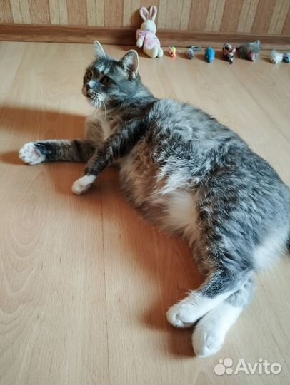 Кошки ищут дом