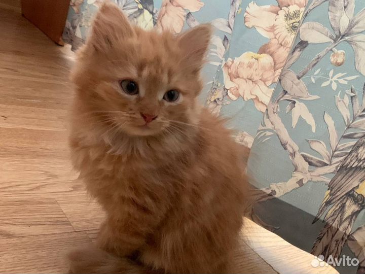 Котята кот и кошка