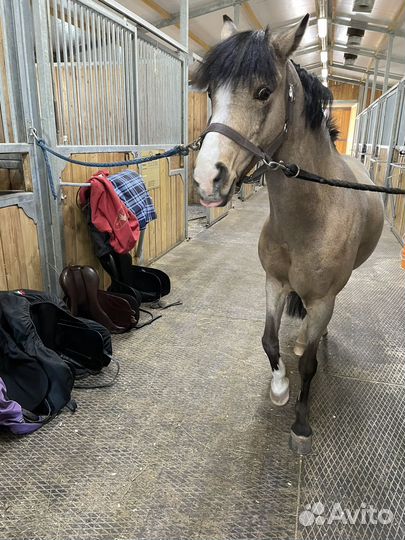 Примерка седел, подбор