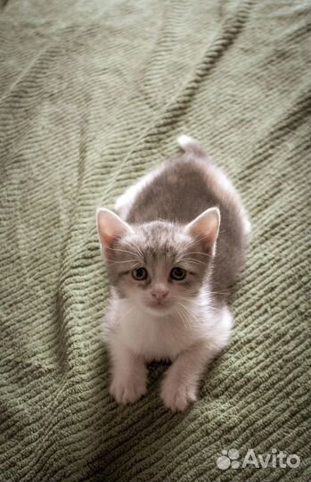 Кошка Дымка