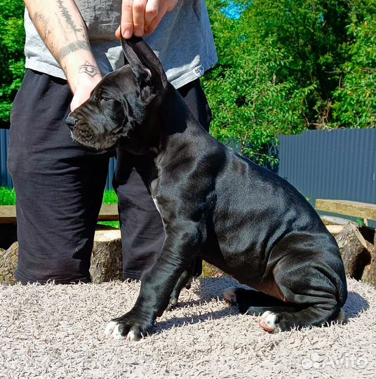 Немецкий дог