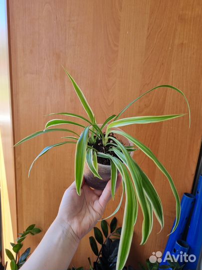 Хлорофитум