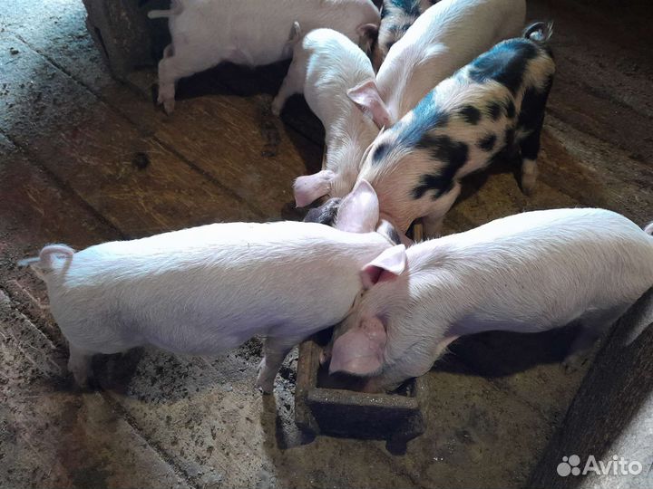 Домашние поросята