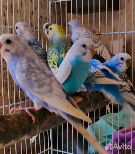 Попугай волнистый и карелла