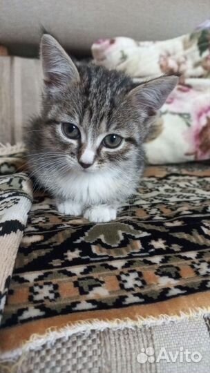 Котёнок в дар