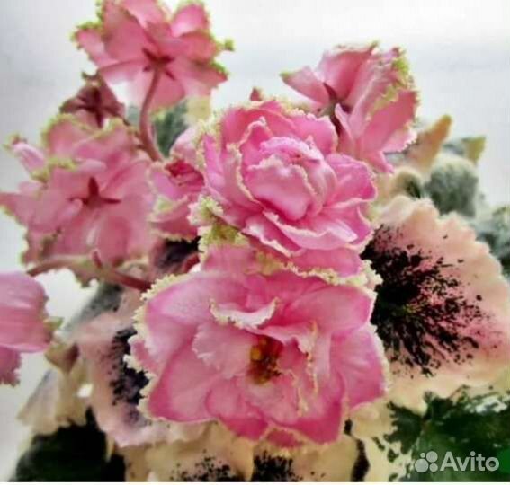 Сортовые фиалки