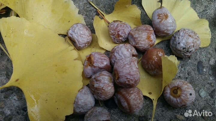 Саженцы Гинкго билоба Лавр,Инжир Гортензии, Гранат