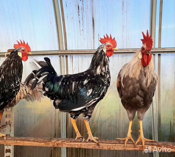 Петухи породные