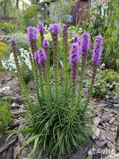 Многолетники для сада