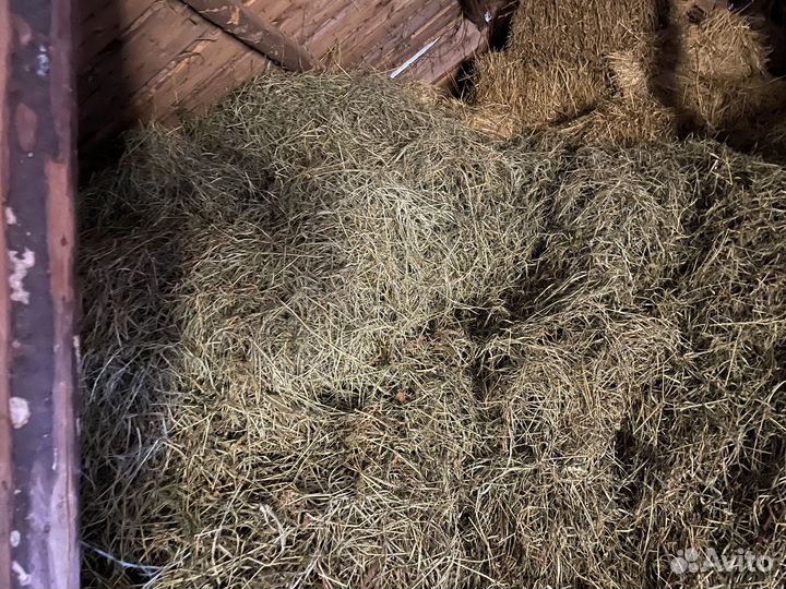 Продам сено