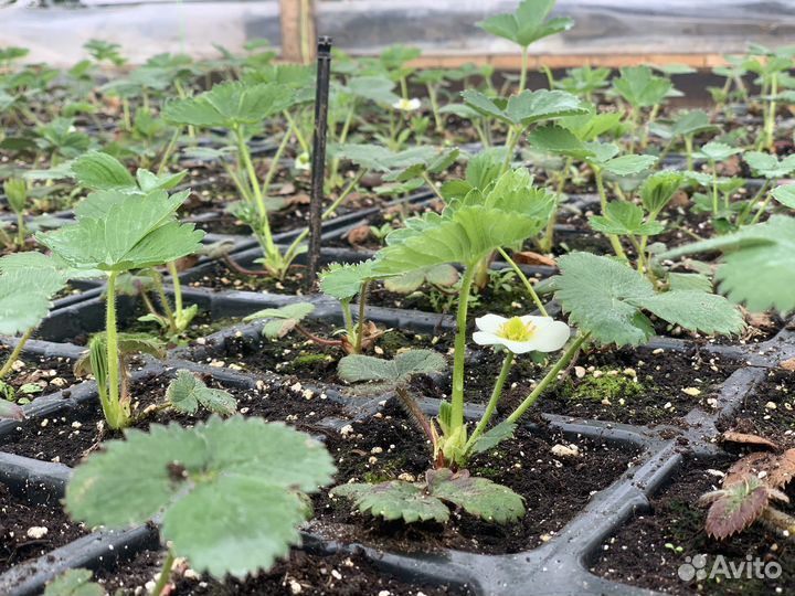 Рассада клубники Флорентина