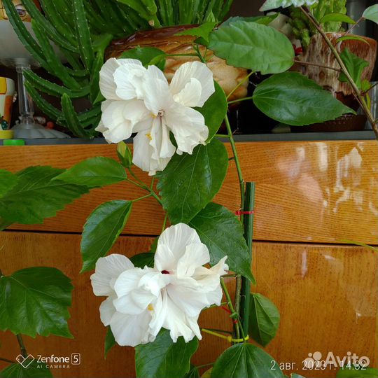 Гибискус белый (на срез)
