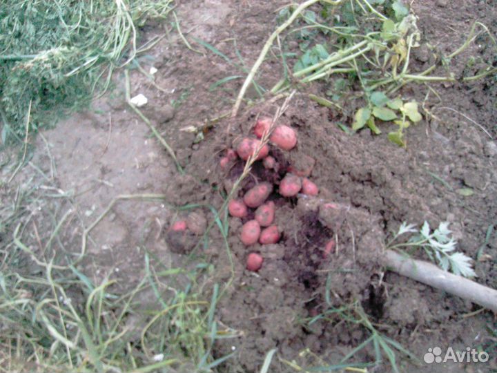 Семенной картофель