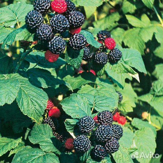 Саженцы малины и ежевики