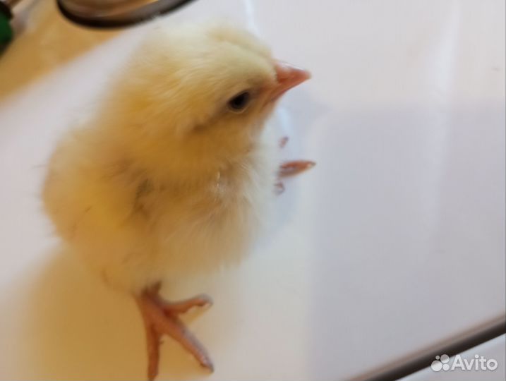 Петушки на откорм запись