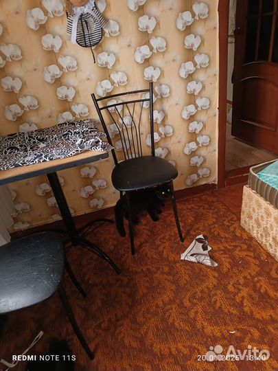 Котик шотландец