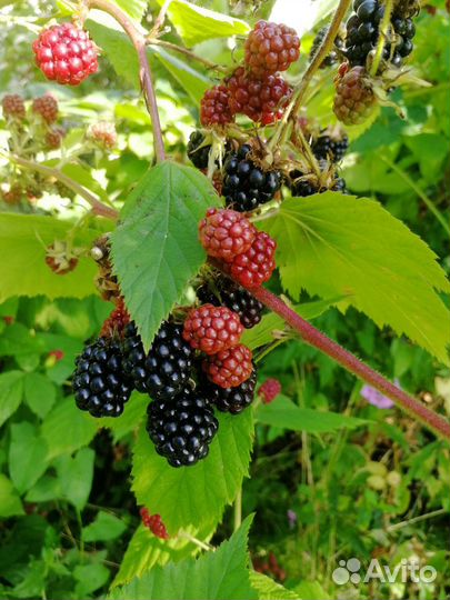 Саженцы ежевики садовой без шипов