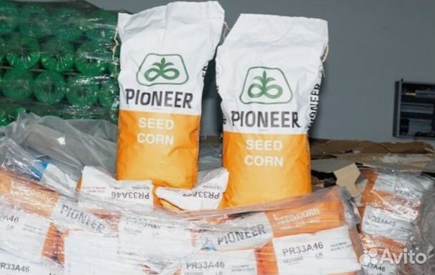 Гибриды кукурузы Пионер П7515