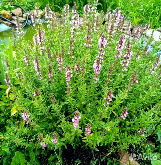 Пряные травы