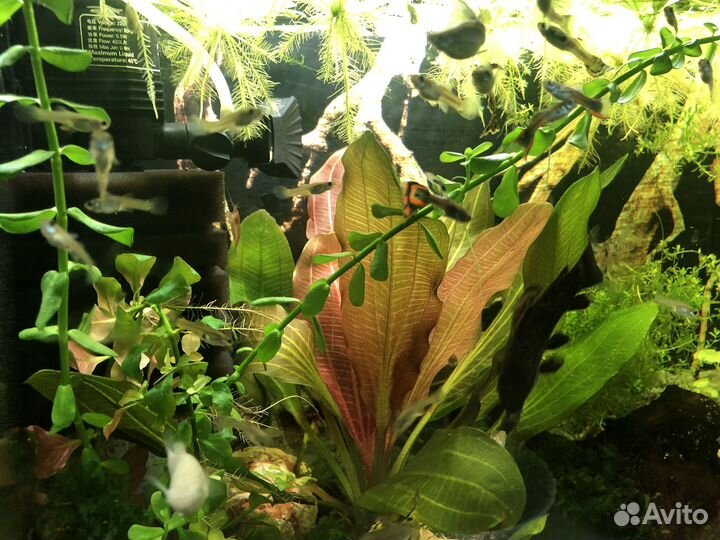 Мальки гуппи