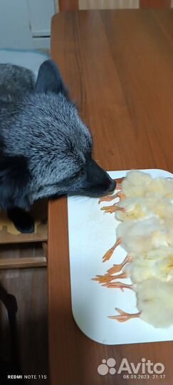 Суточные цыплята на корм животных