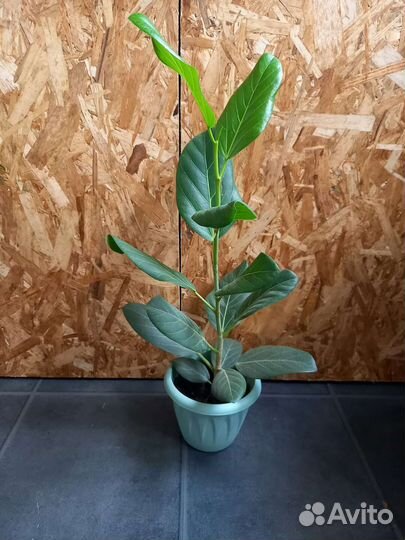 Фикус Андрей